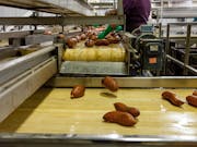 HACCP certification