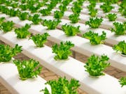 seven principles of HACCP
